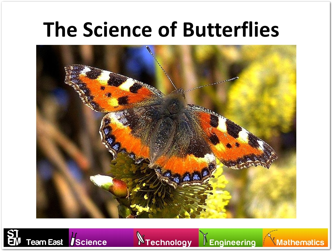 butterfly-science-updated-2016_2